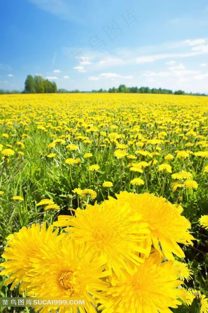菊花花海图片下载