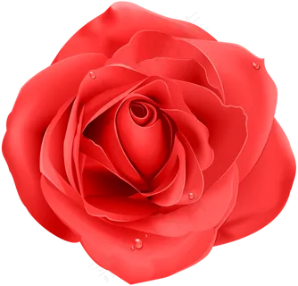 玫瑰 红色 红玫瑰 玫瑰花 花朵 鲜花特写 免抠 玫瑰 红色 红玫瑰 玫瑰花 花朵 鲜花特写 免抠