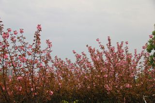 公园红花春天粉色花