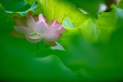 池塘中的高清荷花图片 池塘中的高清荷花图片