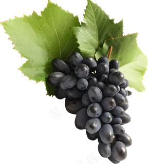 葡萄免抠素材 (6)