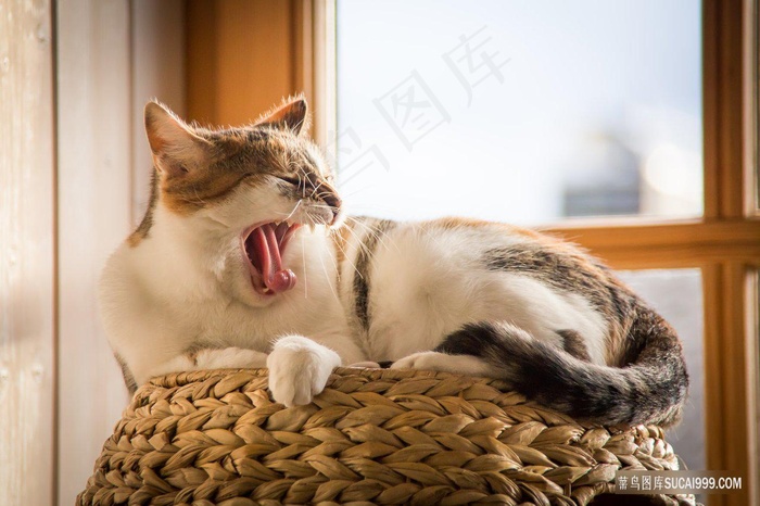 正在打哈欠的可爱的猫咪