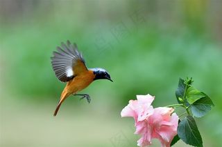 追逐花朵的北红尾鸲雄鸟大图