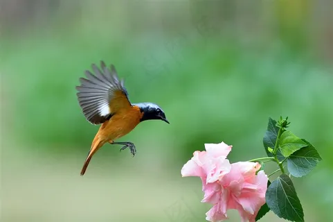 追逐花朵的北红尾鸲雄鸟大图 追逐花朵的北红尾鸲雄鸟大图