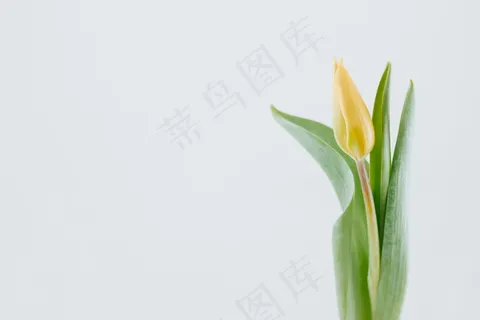 黄色百合花苞图片 黄色百合花苞图片