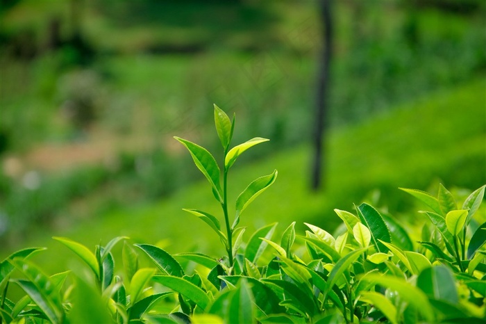 植物幼芽绿叶特写大图