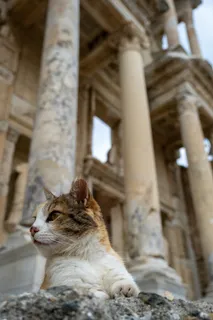 可爱猫咪猫猫摄影素材