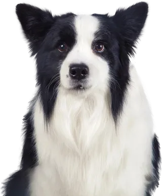 免扣素材实物狗狗摄影