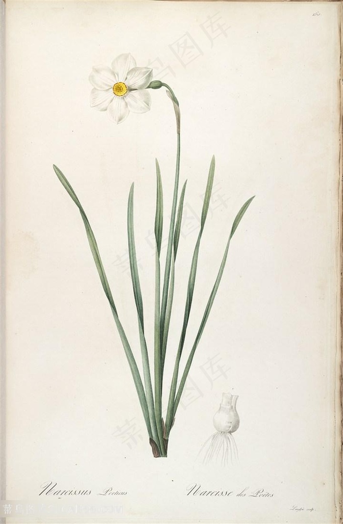 高清花草图谱雷杜德原版插画