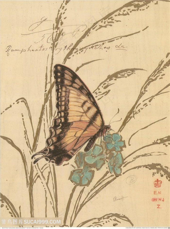 欧式花与蝴蝶装饰画