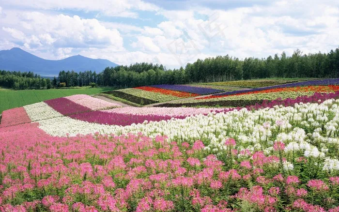花儿满地  