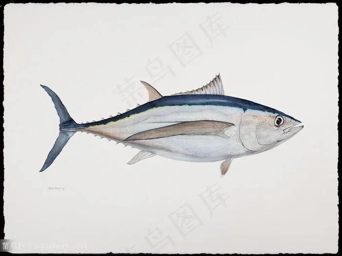 高清手绘鱼水彩插画素材