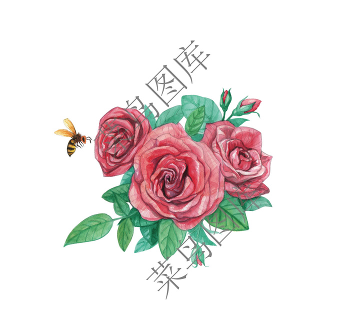 玫瑰花高清图