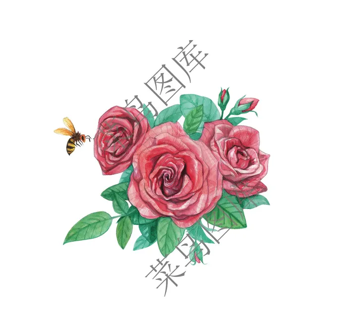 玫瑰花高清图