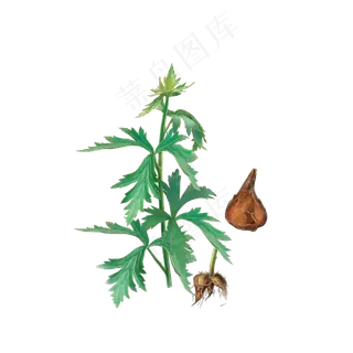 手绘草本中药药材
