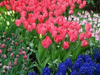 高清郁金香鲜花图片