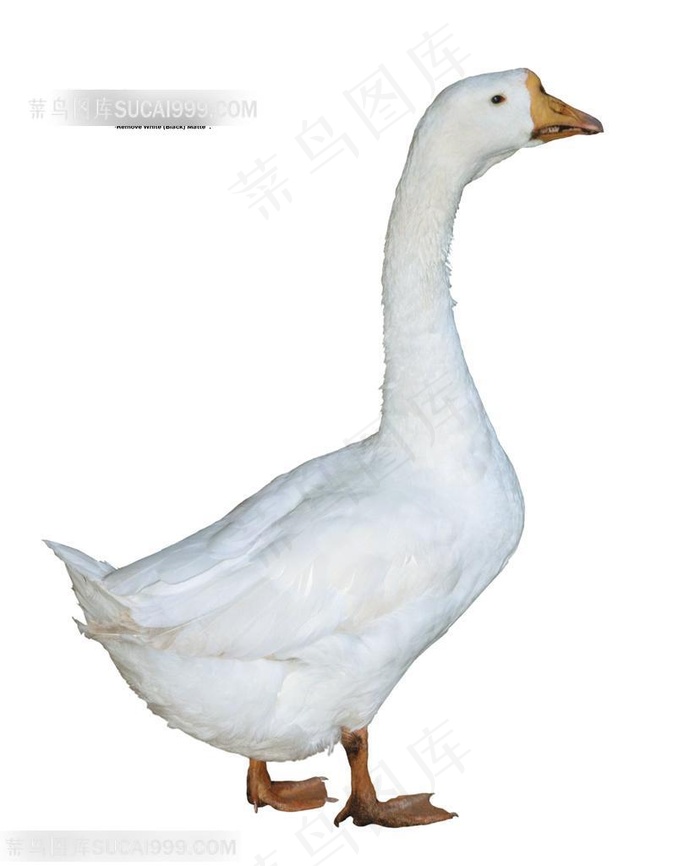家禽家畜-雪白的天鹅