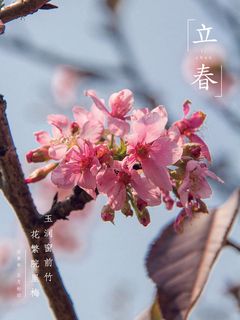 24节气立春春季新春春天海报模板PSD分层设计素材源文件模板