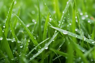 雨天小草上的水珠嫩叶摄影图