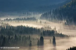 大片的青松树林远景高清摄影图