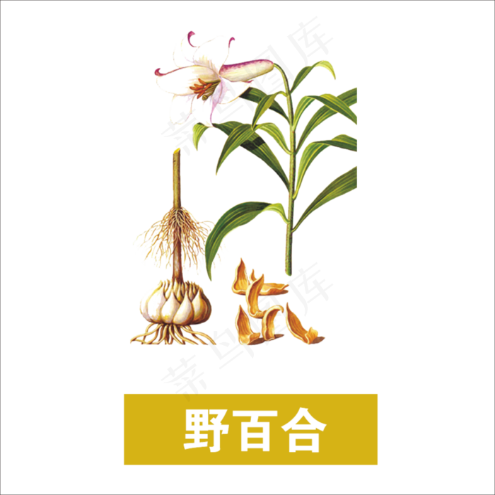 手绘草本中药药材野百合