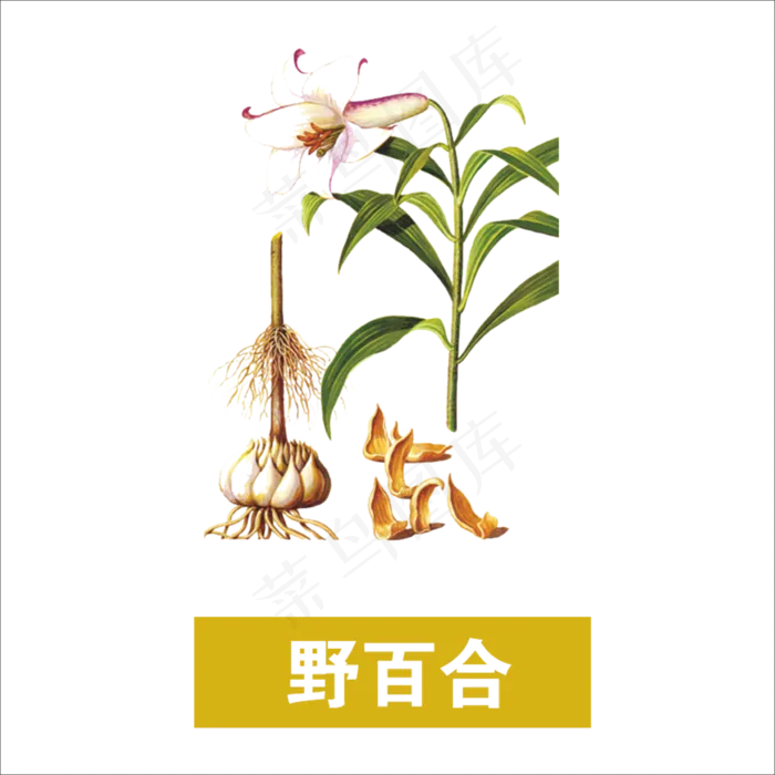 手绘草本中药药材野百合