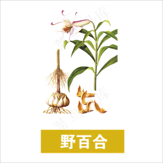 手绘草本中药药材野百合