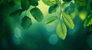 绿色树叶意境模糊光照叶子，春天夏日，春分立夏摄影图
