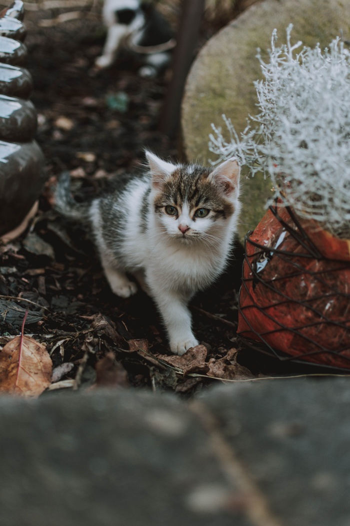 可爱猫咪猫猫摄影素材