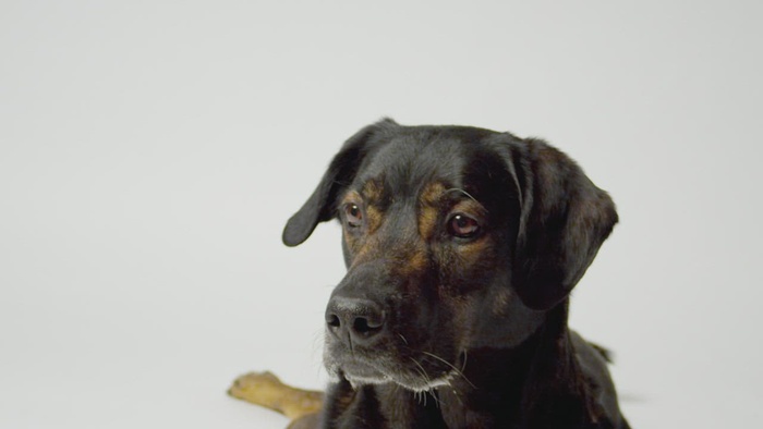 狗在慢动作中捕捉食物