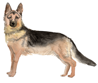 狗狗水彩画插画免扣素材可爱宠物狗