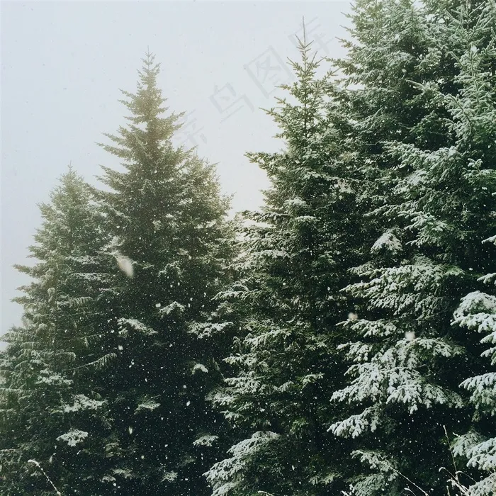 被大雪覆盖的松树林图