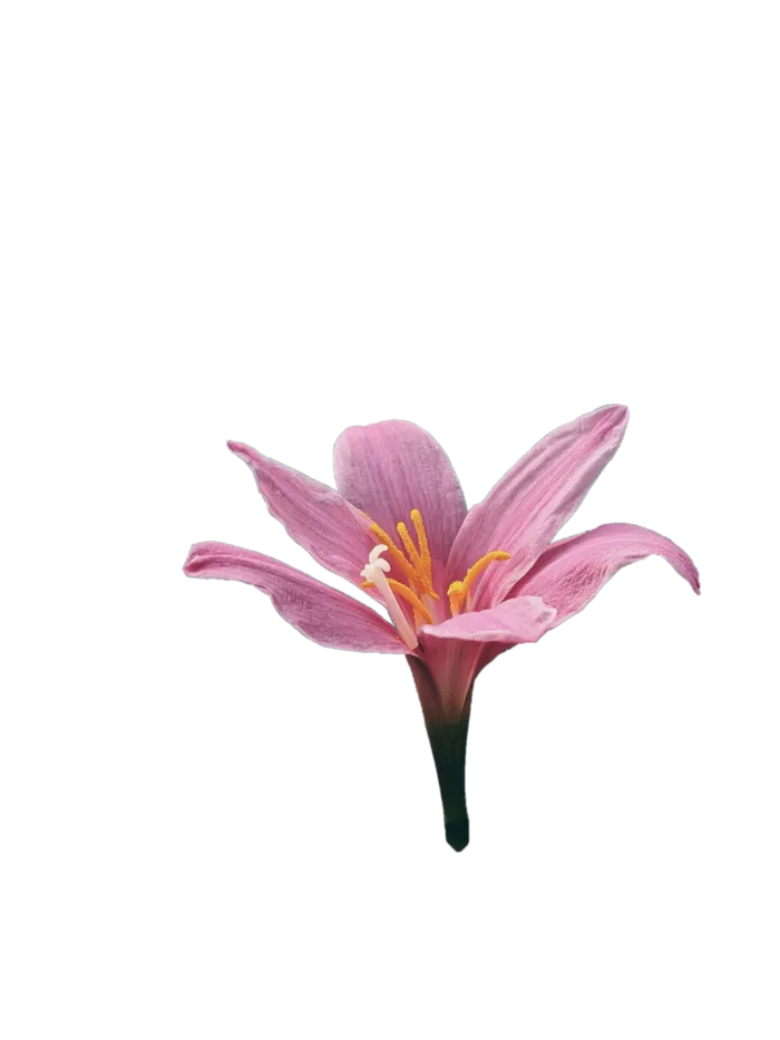 花朵|花卉|花瓣|向日葵|菊|百合|玫瑰|荷花|