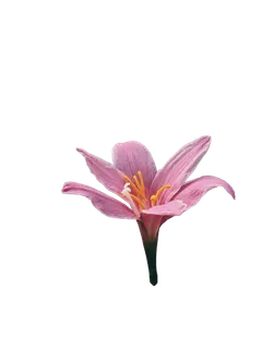 花朵|花卉|花瓣|向日葵|菊|百合|玫瑰|荷花|