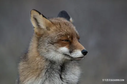 眯眼的狐狸图片