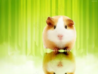 可爱龙猫图片大全