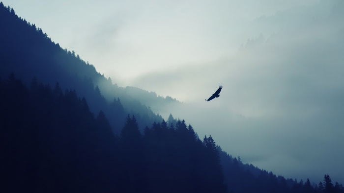 高清山间雄鹰
