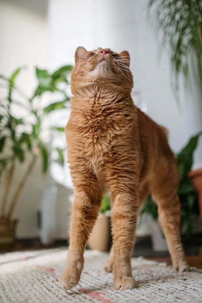 可爱猫咪猫猫摄影素材
