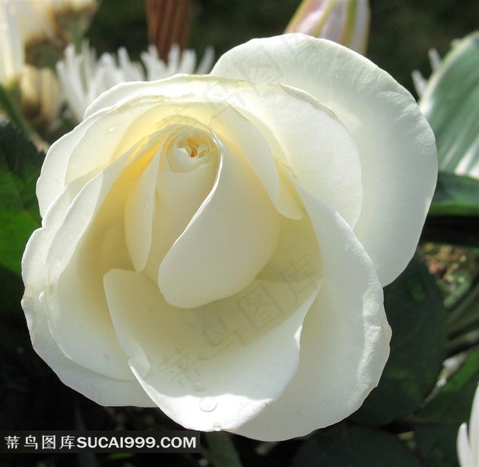 纯洁的白玫瑰图片