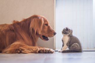 收藏金毛寻回犬和英国短毛猫