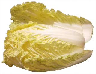 娃娃菜免抠摄影元素素材 