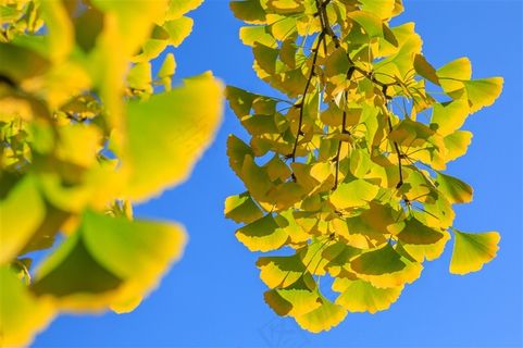 秋天如金色蝴蝶的银杏叶图