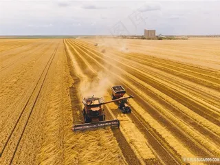 金黄的秋收季节