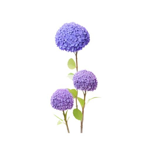 花绣球免抠(2048x2048)