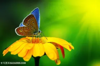 美丽的蝴蝶与梦幻背景