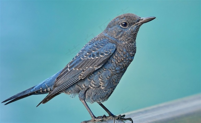 蓝矶鸫素材下载