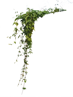 树木树枝树叶免扣素材