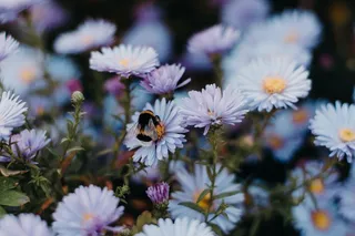 白色纯洁雏菊摄影素材