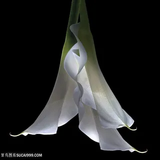 超高清马蹄莲鲜花图片