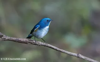 高清树枝上海南蓝仙鹟鸟类图片鸟图片